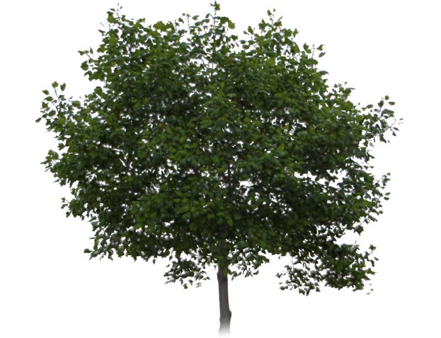 Waldtage Baum